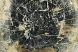 Polished Petrified Wood Limb Round - Indonesia #329219-1